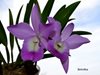 Bc. Little Mermaid 'Janet' AMAOS 